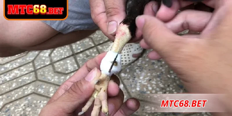 Cách băng cựa gà nhanh gọn an toàn theo tiêu chuẩn hiện đại
