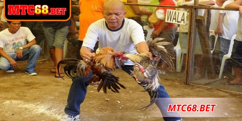 Mẹo chơi đá gà Campuchia MTC68 hiệu quả