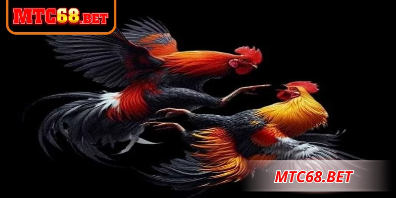 Đá gà Campuchia - Trải nghiệm cá cược kiếm tiền bền vững