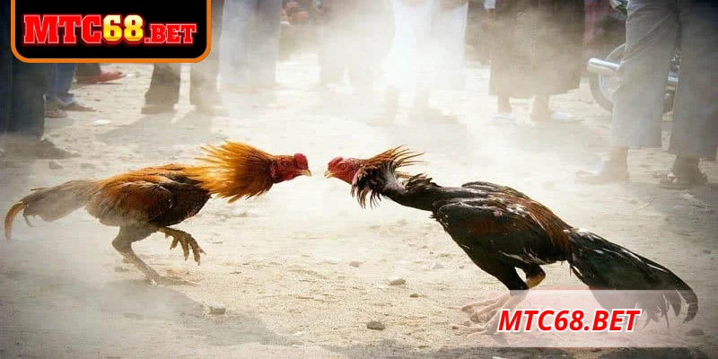 Đá gà CPC2 là một trong những hình thức giải trí khá là phổ biến