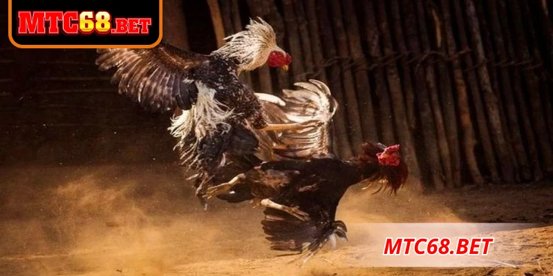 Hình thức tổ chức thi đấu đá gà CP2