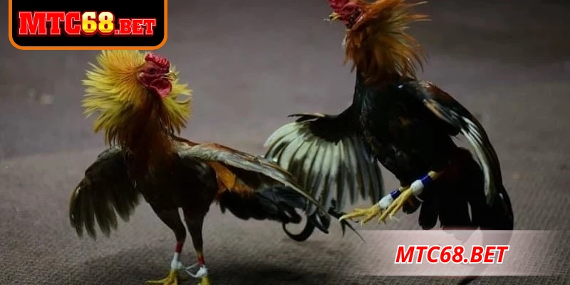 Lưu ý an toàn khi tìm hiểu đá gà CPC2