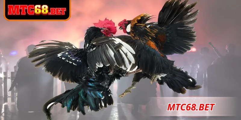 Luật đá gà CPC3 cập nhật mới nhất