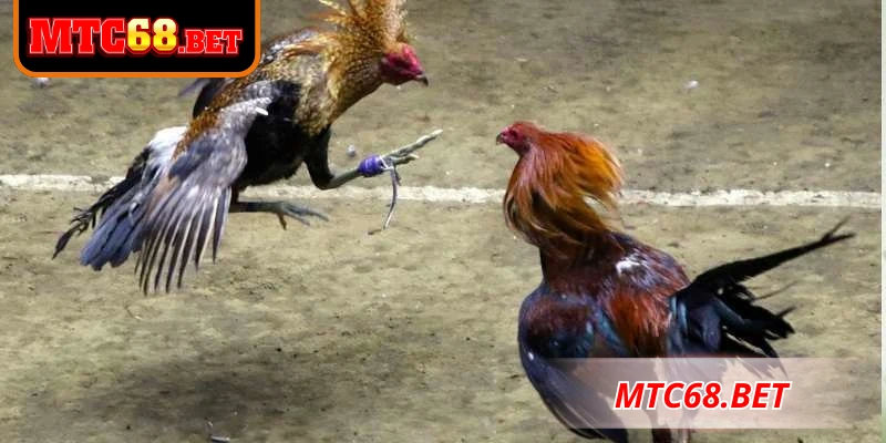 Mẹo tham gia đá gà CPC3 hiệu quả
