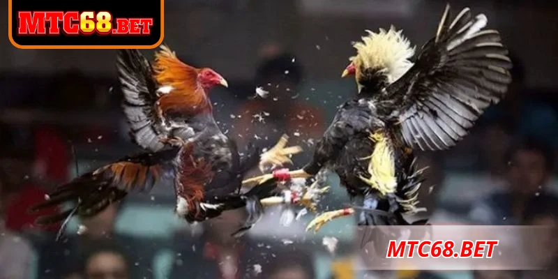 Đá gà CPC3 mang đến trải nghiệm sinh động và giàu kịch tính