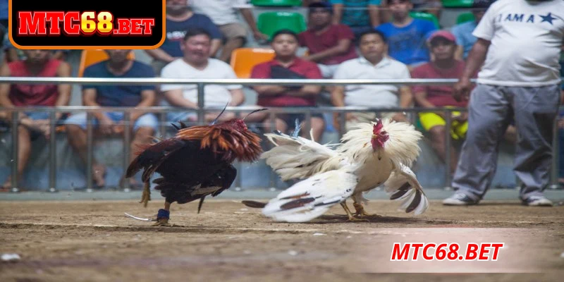 Đặc điểm nổi bật của loại hình đá gà cựa sắt