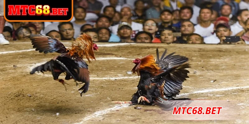 Quy định cá cược đá gà cựa sắt