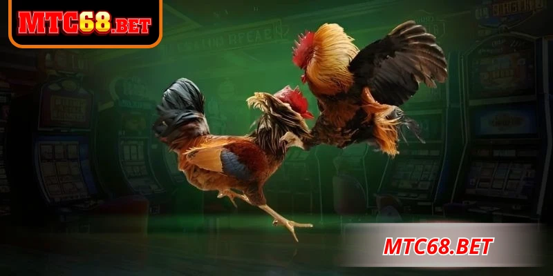 Đá gà đòn là một bộ môn mang tính truyền thống