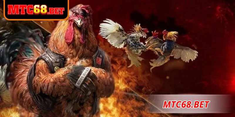 Luật chơi đầy đủ bộ môn đá gà đòn truyền thống