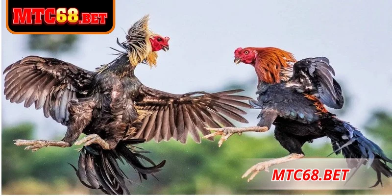 Các hình thức cược hấp dẫn tại đá gà MTC68