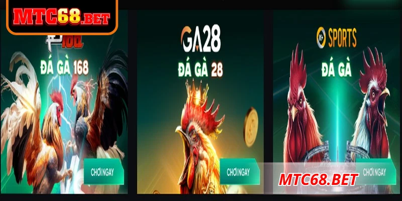 Đặt cược đá gà tại MTC68 đơn giản, dễ hiểu chỉ với 3 bước