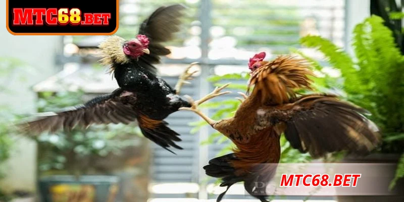Đá gà MTC68 là hình thức giải trí trực tuyến kịch tính, thú vị