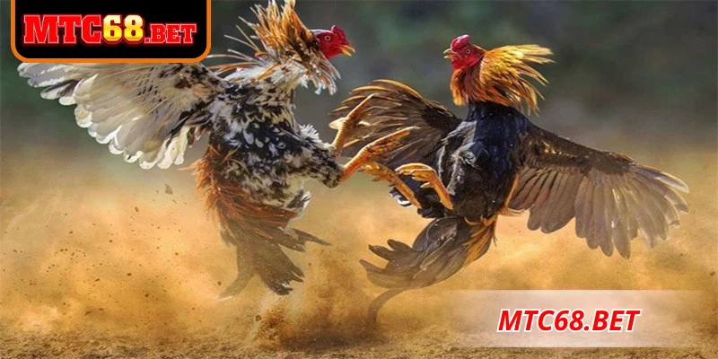 Đá gà Thomo đã trở thành biểu tượng của làng đá gà Campuchia
