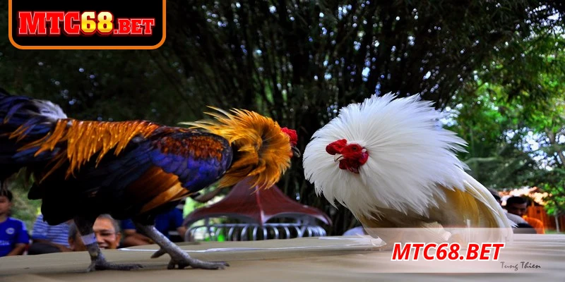 Hướng dẫn cách đặt cược trong đá gà Thomo tại MTC68