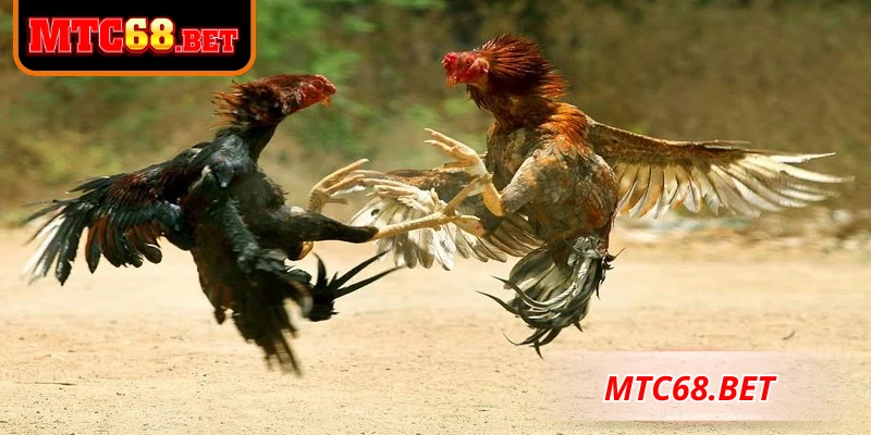 Mẹo chơi đá gà Thomo hiệu quả