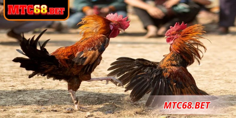 Đá gà trực tiếp MTC68 là hình thức cá cược trực tuyến