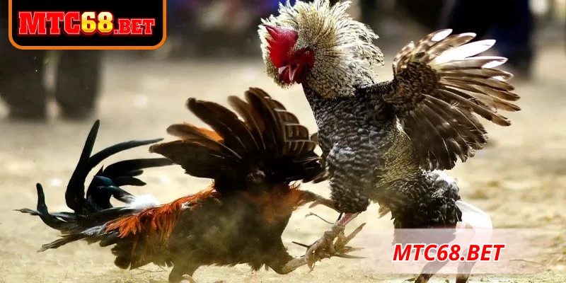 Mẹo cá cược đá gà trực tiếp tại MTC68 cho tân thủ