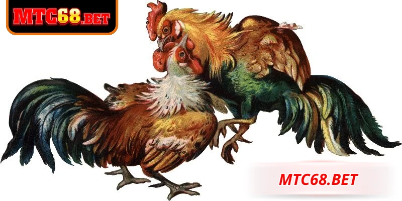 Ưu điểm khi tham gia đá gà trực tiếp MTC68