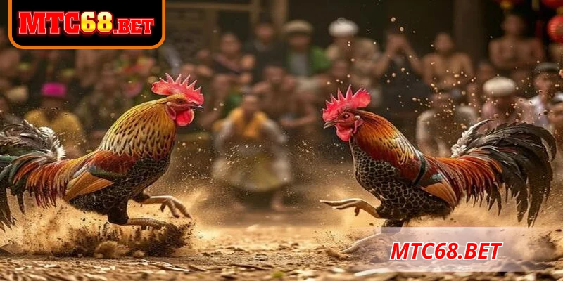 Xem ngày đá gà hôm nay hiệu quả dành cho kê thủ hiện đại