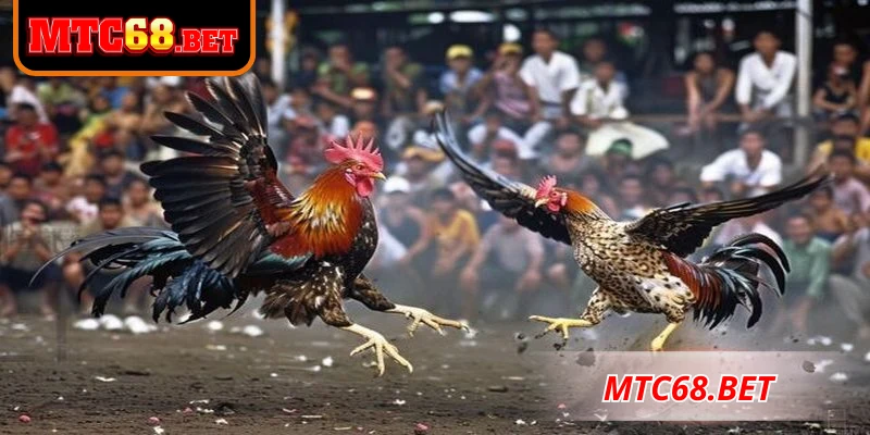 Xem ngày đá gà theo các yếu tố dân gian