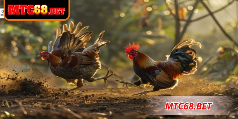 Vì sao Top nhà cái đá gà uy tín được săn đón nhiều