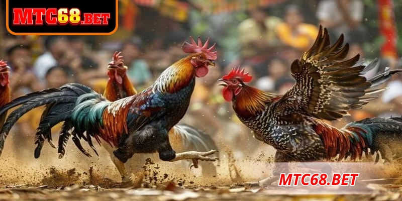 Thủ thuật chơi đá gà hỗ trợ tân thủ nâng cao tỷ lệ thắng
